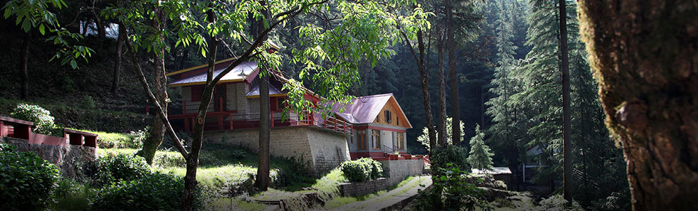 Cottages beneath tall trees in the forest